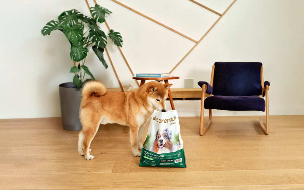 Ultra Premium Direct : la bonne alimentation pour votre chien 🐶✨