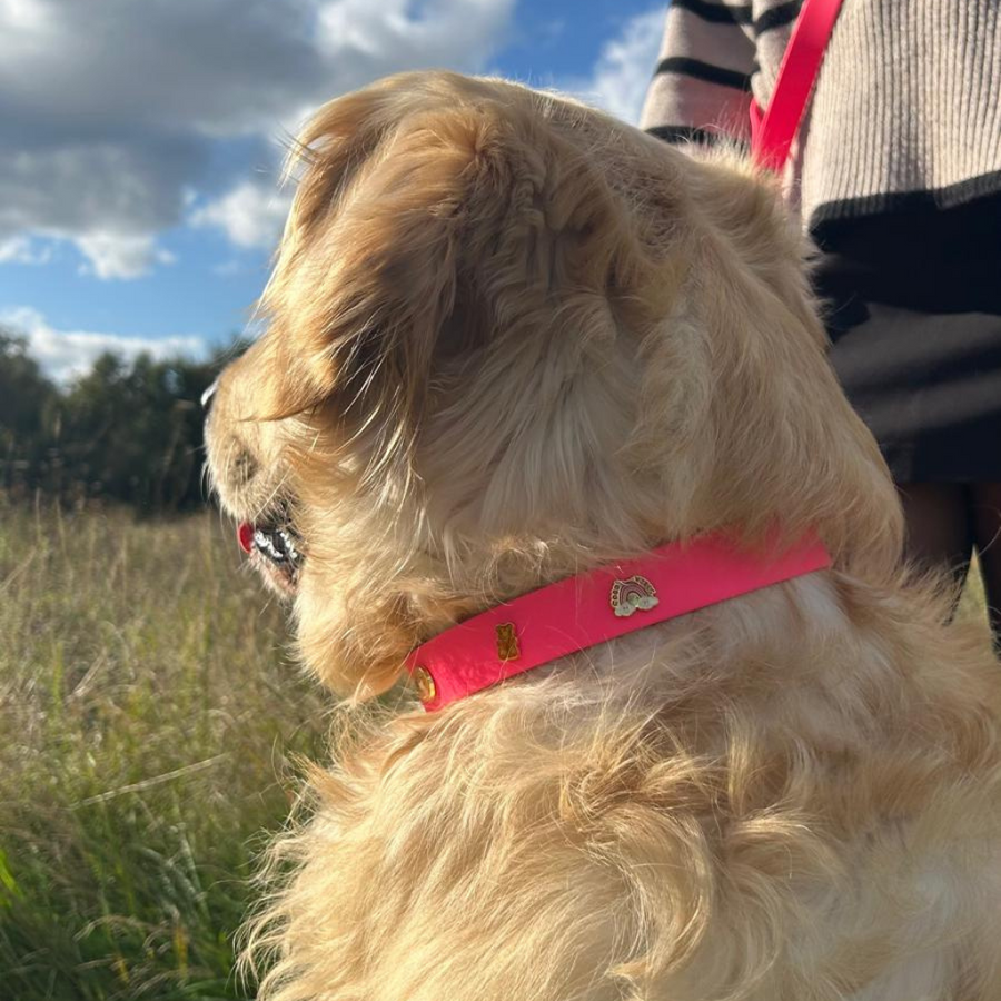 Le collier à œillets percé GLOUTON pour pins POPS