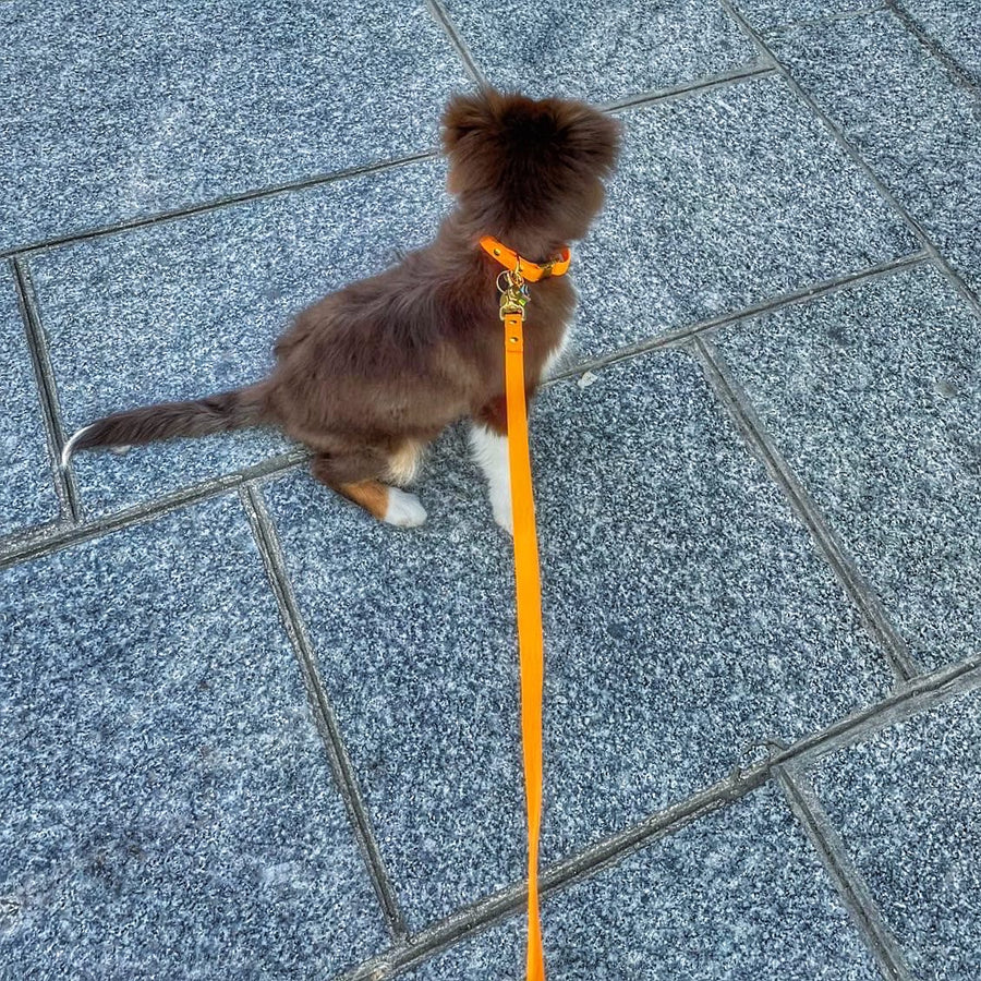 The PITCHOUNE hands-free leash