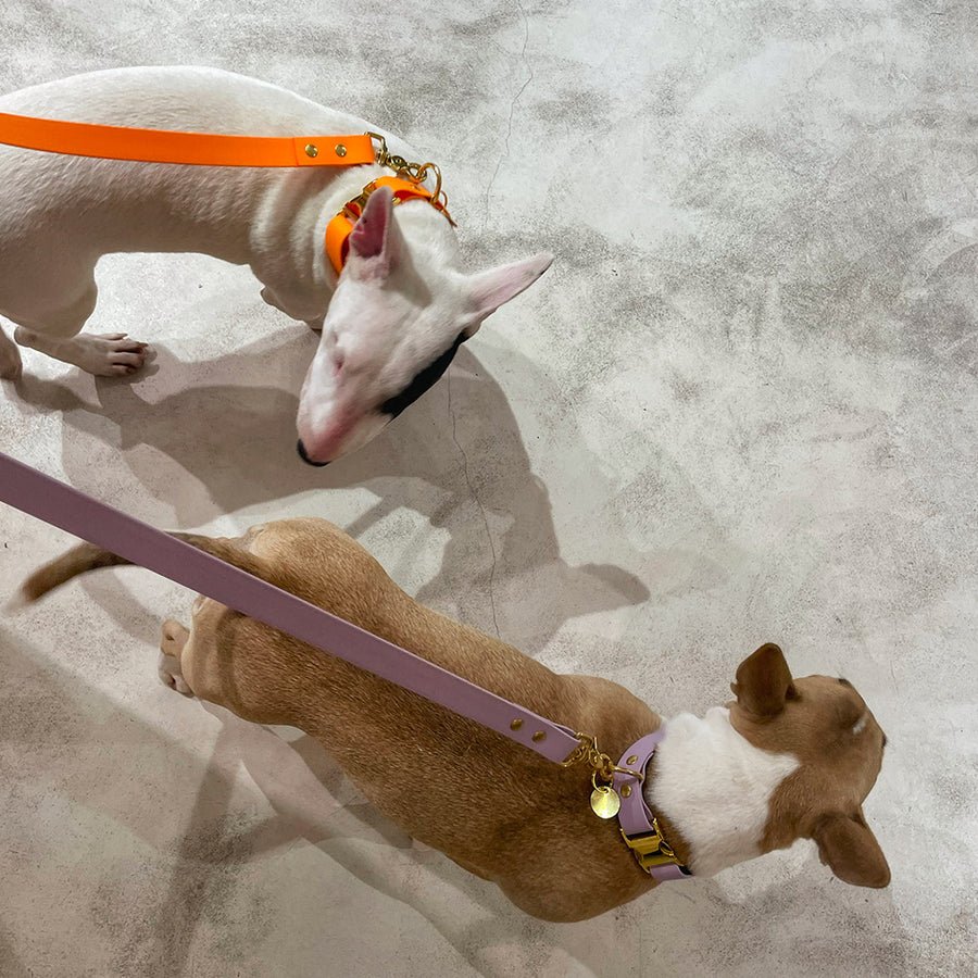 The PITCHOUNE hands-free leash